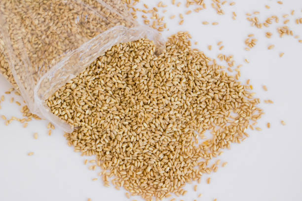 Close-up taken of natural,ripe dry wheat spilling from plastic bag to white surface