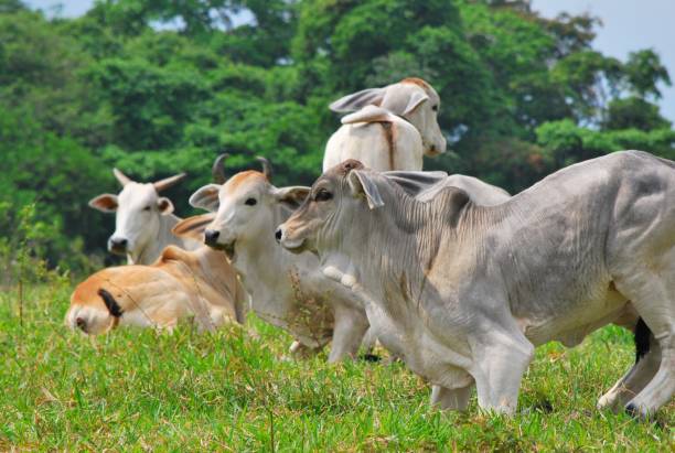 istock Cows, buffaloes and horses in Yaracuy. 2156206451