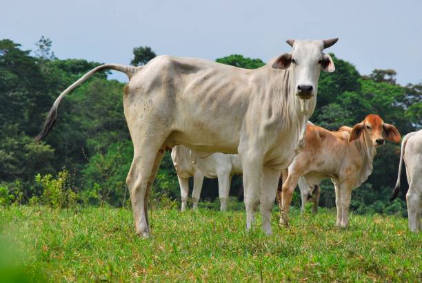 istock Cows, buffaloes and horses in Yaracuy. 2156206453