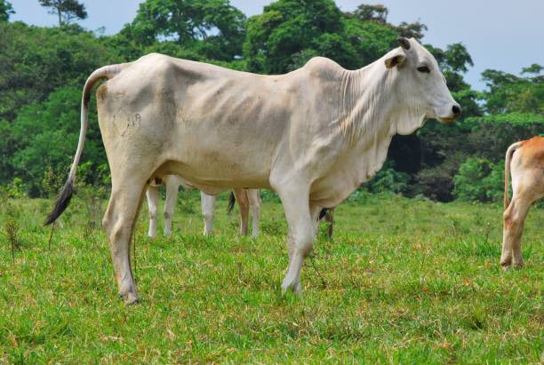 istock Cows, buffaloes and horses in Yaracuy. 2156206477