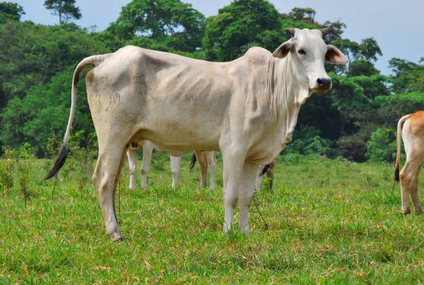 istock Cows, buffaloes and horses in Yaracuy. 2156206480