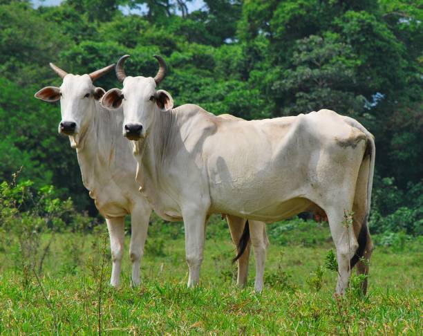 istock Cows, buffaloes and horses in Yaracuy. 2156206505