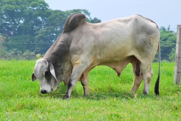 Large number of animals in the rich, almost always green lands in Yaracuy, among other cows, bulls, horses, buffaloes, etc.