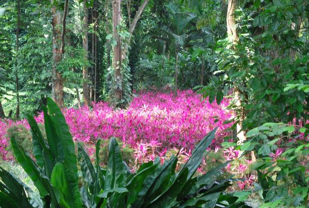 Large quantity and variety of flowers, large and small, that are a source of food for birds and insects.