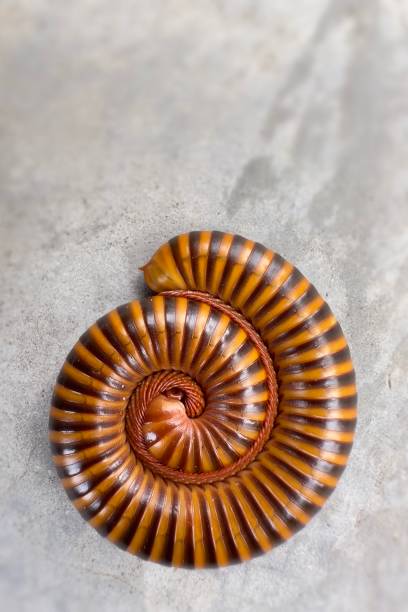 istock a millipede curling up into a spiral. Millipedes often curl up in this way as a defensive behavior to protect their softer body parts when they feel threatened. Their h 2156206964