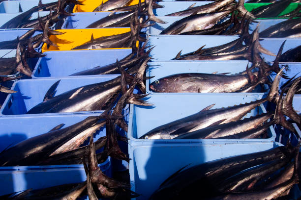 fresh fish at the port in Oman.