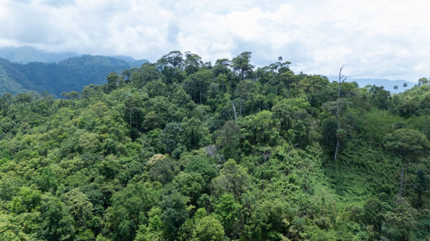 istock Aerial top view forest green tree, Rainforest ecosystem and healthy environment background. 2156207721