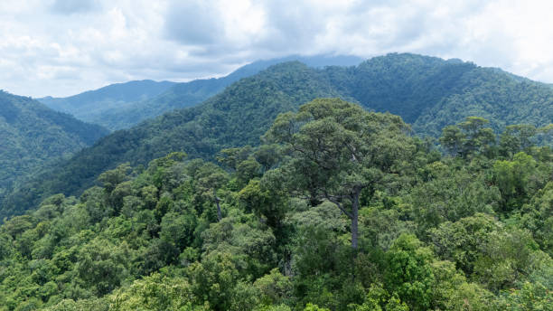 istock Aerial top view forest green tree, Rainforest ecosystem and healthy environment background. 2156207917