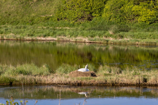 Mute Swan Gosling (Cygnus olor). Great Meadows National wildlife Refuge, Massachusetts.