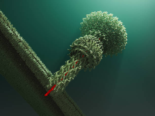 Scientific 3D molecular structure model of a protein molecule.