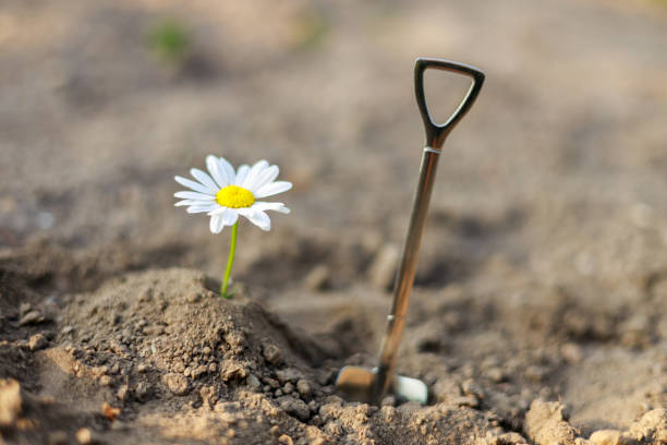 istock a shovel and a daisy flower in the ground 2156210784