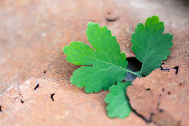 The leaf grows from a crack in a sheet of rusty iron. The leaf is green, but he is very young