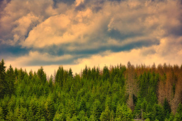 This photo series captures the extensive damage caused by the European spruce bark beetle (Ips typographus) on spruce trees in Finland, highlighting the intricate galleries left by the beetles as they disrupt vital tree tissues. The images reveal the broader effects of climate change on boreal forests, where rising temperatures and drought have intensified beetle infestations. Together, these photos offer a close look at the ecological toll on Nordic woodlands amid shifting environmental pressures.