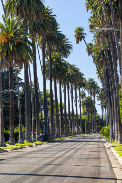 istock Beverly Hills street with tall palm trees 2156212123