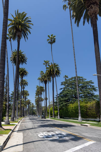 istock Beverly Hills street with tall palm trees 2156212249