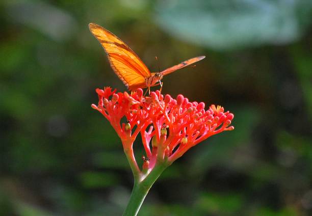 In Yaracuy we can find a great variety of brightly colored butterflies and insects!