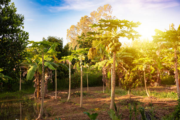 Papaya trees plantation in Vietnam