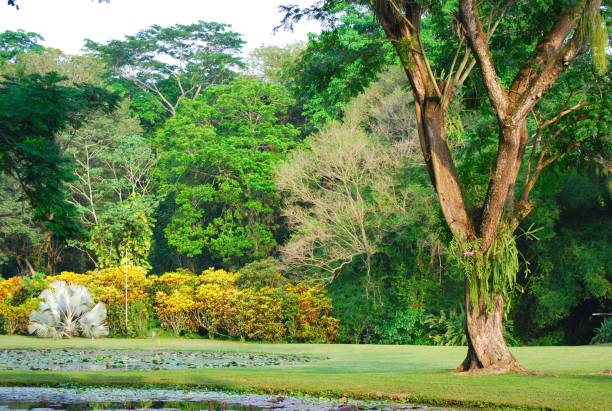 istock A green mantle covers the Yaracuy state. 2156215042