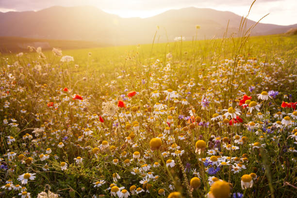 istock Wild flowers on summer meadow in sunlight 2156215074