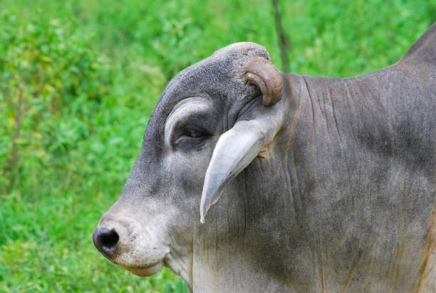 Large number of animals in the rich, almost always green lands in Yaracuy, among other cows, bulls, horses, buffaloes, etc.