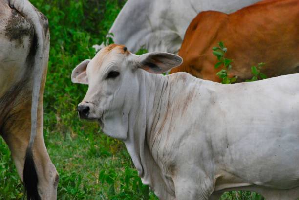istock Cows, buffaloes and horses in Yaracuy. 2156215183