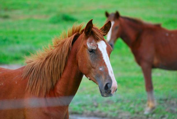 istock Cows, buffaloes and horses in Yaracuy. 2156215209