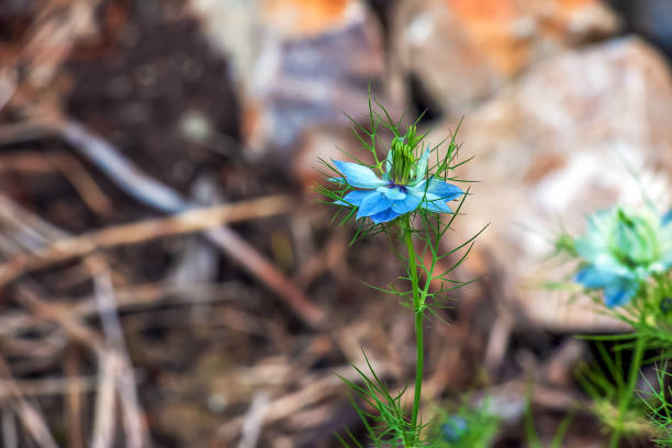 Nigella damascena, love-in-a-mist or devil in the bush.