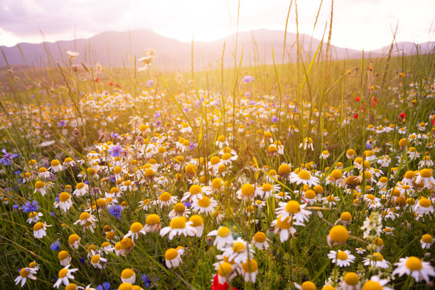 istock Wild flowers on summer meadow in sunlight 2156215362