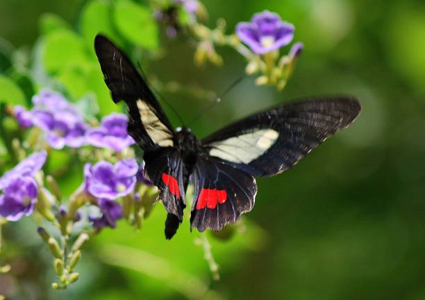 istock Butterflies and insects in Yaracuy. 2156215621