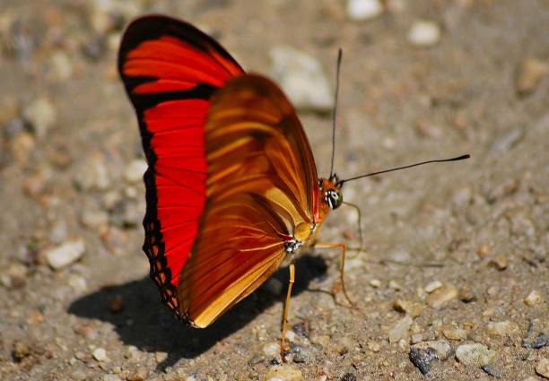 Vanessa atalanta Red Admiral Butterfly Insect. Digitally Enhanced Photograph.