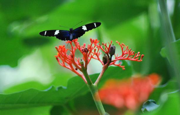 istock Butterflies and insects in Yaracuy. 2156215671