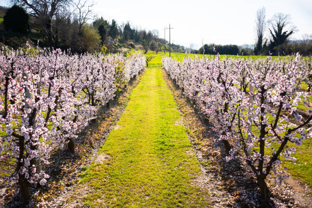 Beautiful spring blossom, cherry trees with flowers in orchard