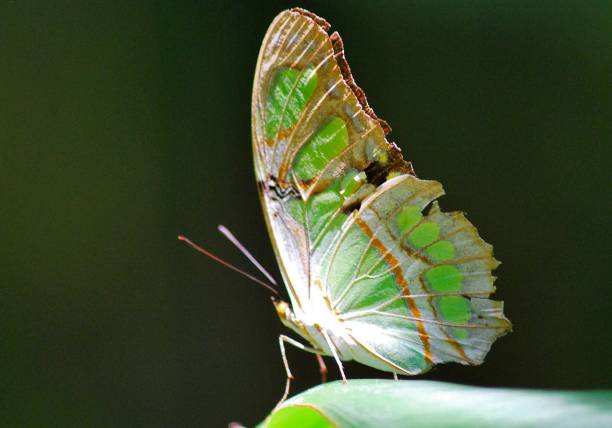Swallowtail butterfly on ground with white background