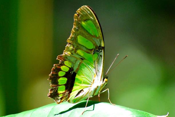istock Butterflies and insects in Yaracuy. 2156215941