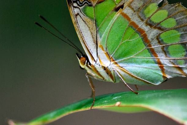 istock Butterflies and insects in Yaracuy. 2156215943