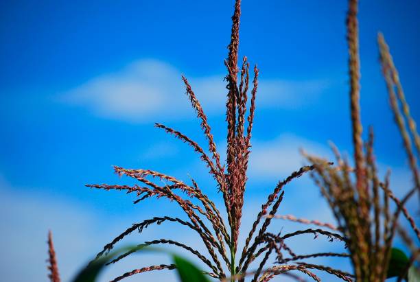 Greenery is a constant in the region, lush mountains and very green trees, all this is Yaracuy.