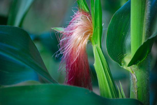 Greenery is a constant in the region, lush mountains and very green trees, all this is Yaracuy.