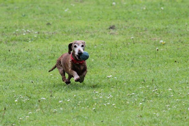 Dachshund playing in the park