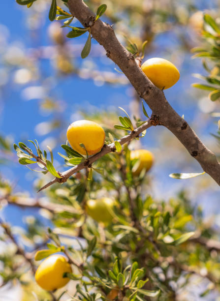 istock Argan tree close-up of ripe fruit 2156216329