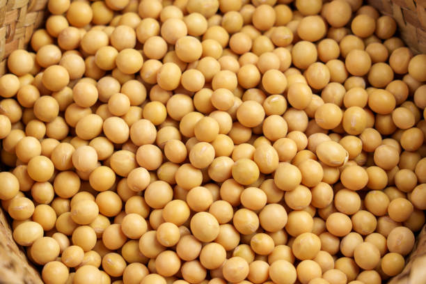 Raw whole dried Soybean legume