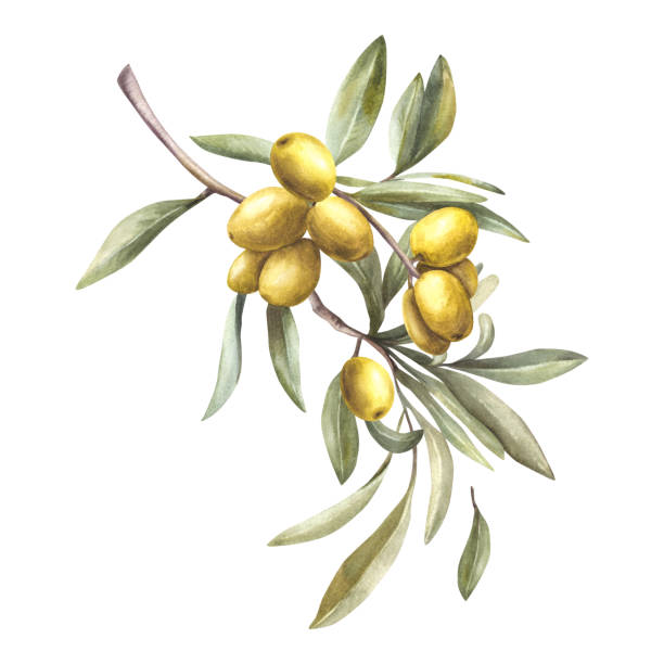 istock Watercolor Olive tree branch with green leaves, ripe berries. Hand drawn mediterranean illustration. 2156216871