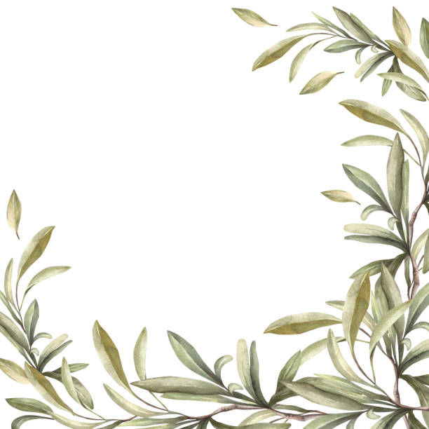 istock Olive tree branch. Watercolor mediterranean twig with leaves Botanical frame hand drawn illustration 2156216876