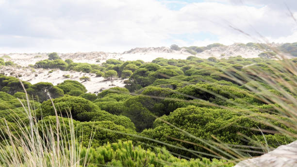 Lush green pines amidst sandy dunes under a cloudy sky.