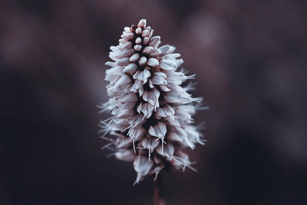 dark beautiful plant close up