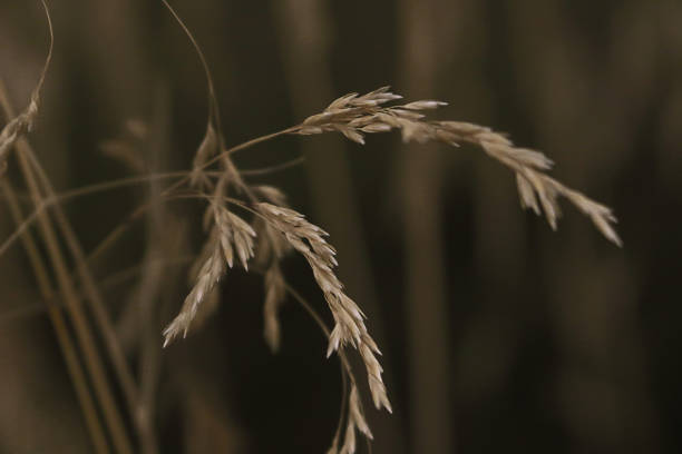 dark beautiful plant close up