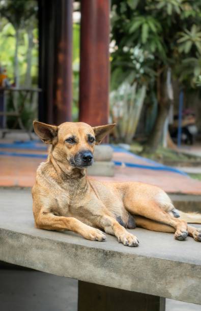 istock Dog sitting on wooden floor 2156219015