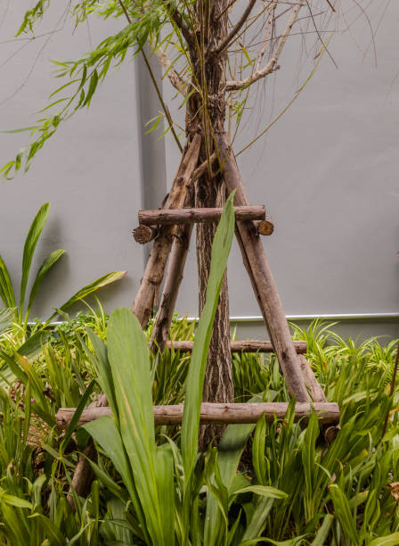 istock A tree with a wooden frame is growing in a garden 2156221415