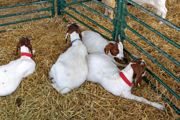 istock Young goats in farm 2156221871
