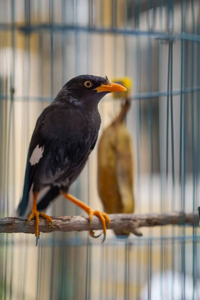 Portrait of Jalak Kebo perched in a cage. The Jalak Kebo or Javan Myna (Acridotheres javanicus) is a species of bird that belongs to the starling family.