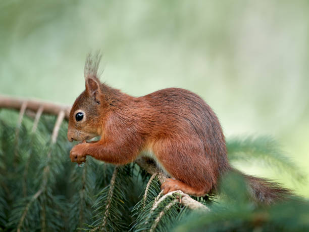 istock Close up of red squirrel in garden 2156222965